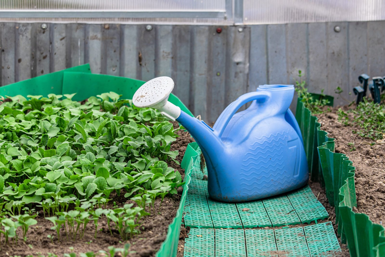 Organic Gardening for Beginners